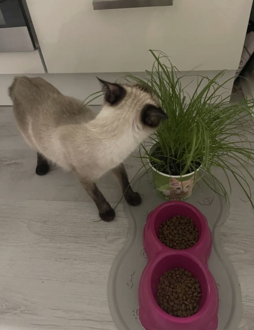 Siam Seal point Katze