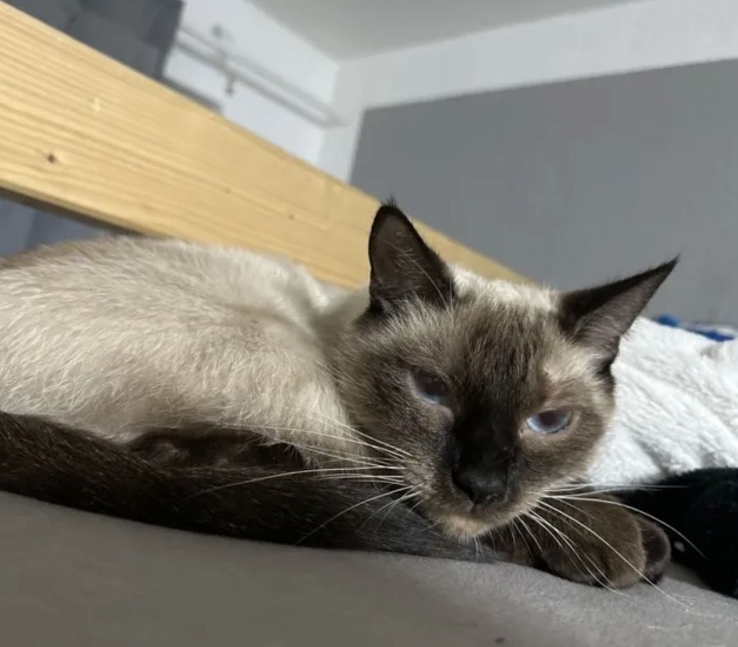 Siam Seal point Katze