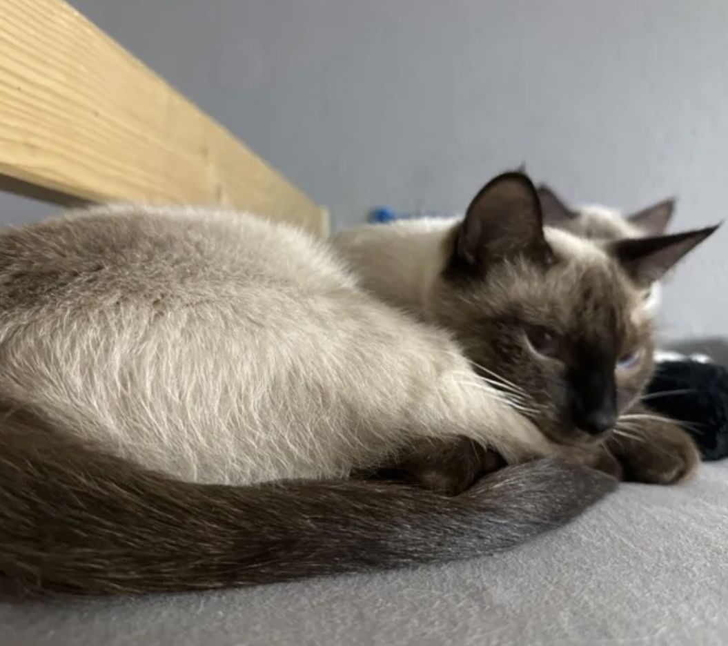 Siam Seal point Katze