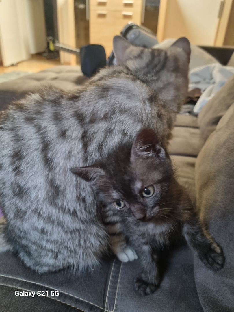 BKH Mix Nebelung Kitten BKH Mix Nebelung Kitten