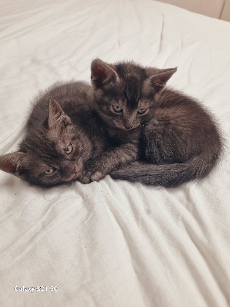 BKH Mix Nebelung Kitten BKH Mix Nebelung Kitten