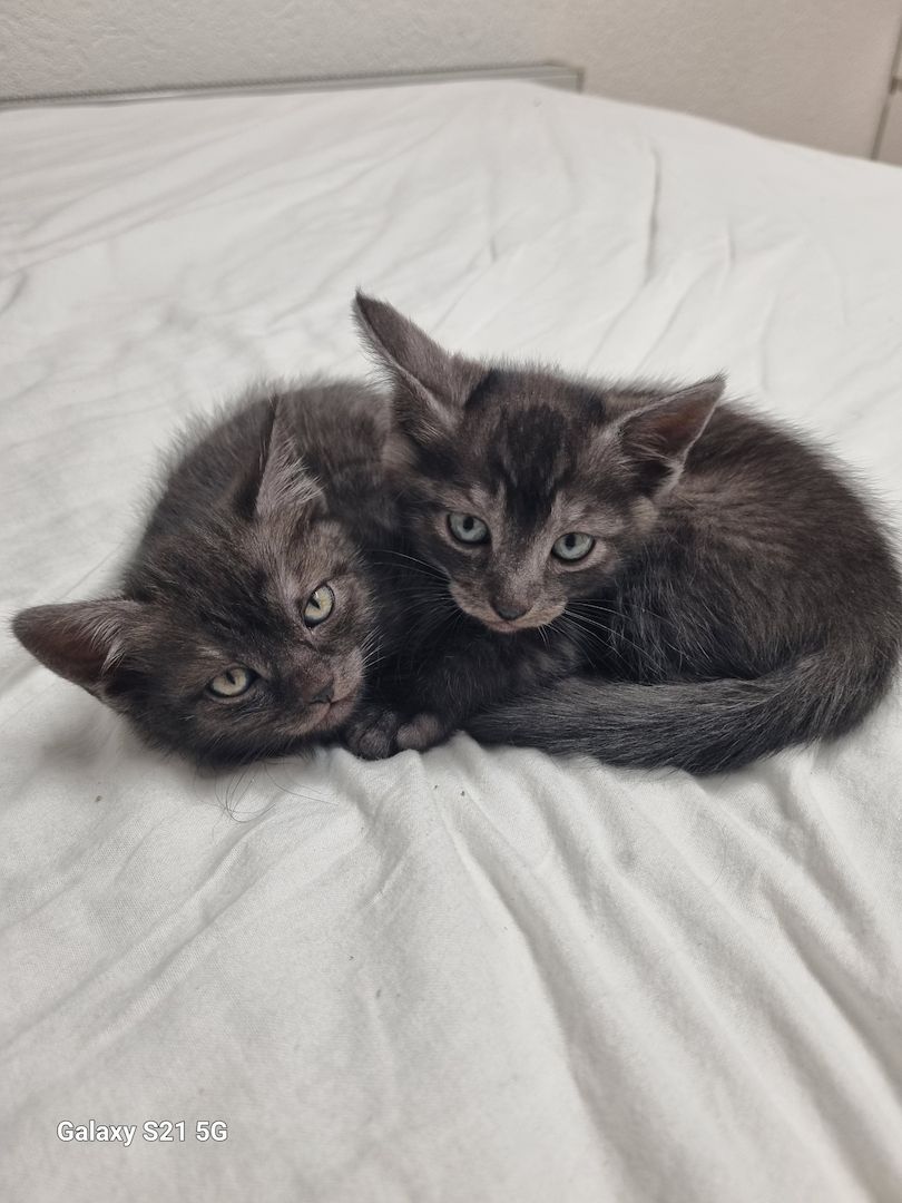 BKH Mix Nebelung Kitten BKH Mix Nebelung Kitten