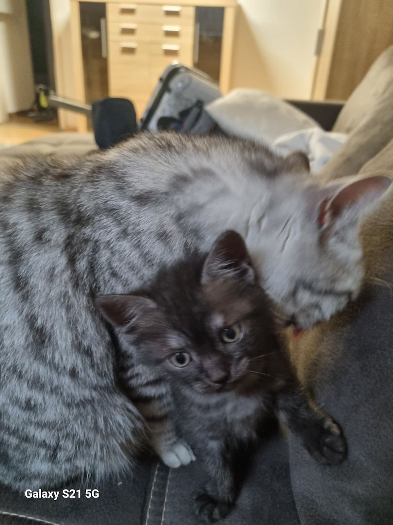 BKH Mix Nebelung Kitten BKH Mix Nebelung Kitten