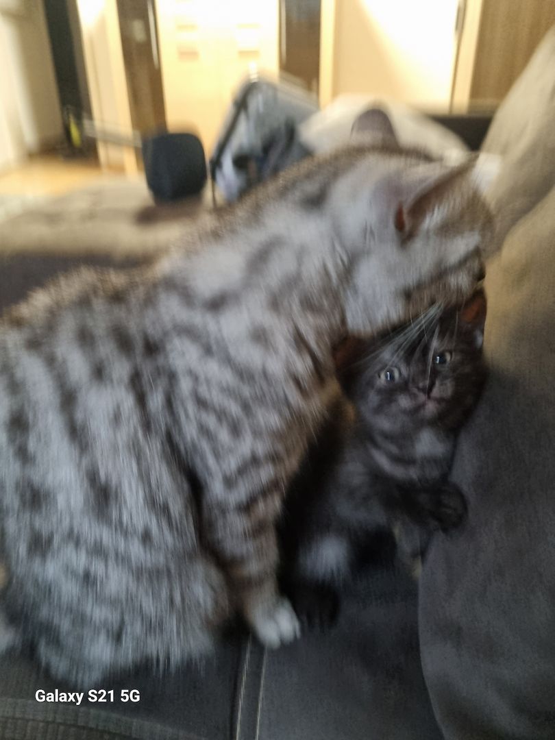 BKH Mix Nebelung Kitten BKH Mix Nebelung Kitten