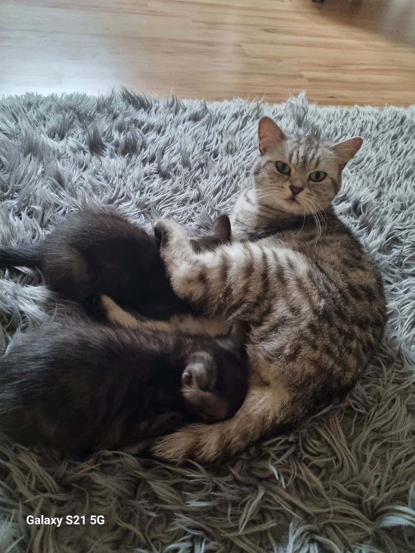 BKH Mix Nebelung Kitten BKH Mix Nebelung Kitten