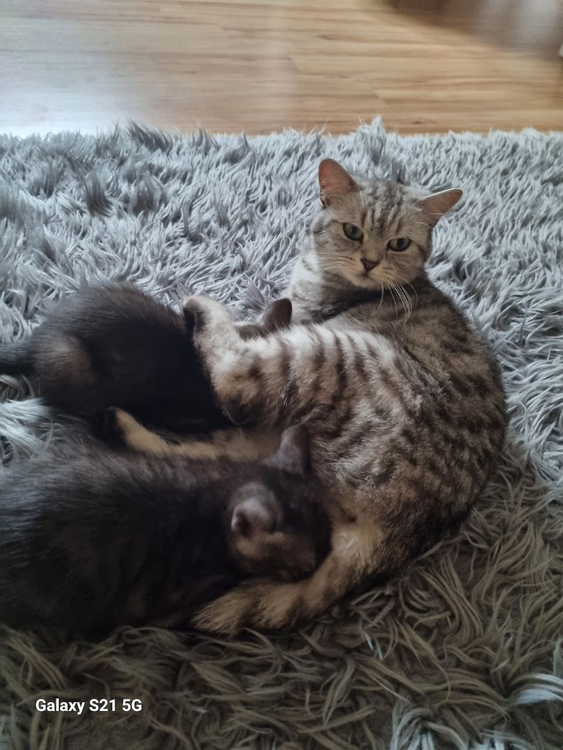 BKH Mix Nebelung Kitten BKH Mix Nebelung Kitten