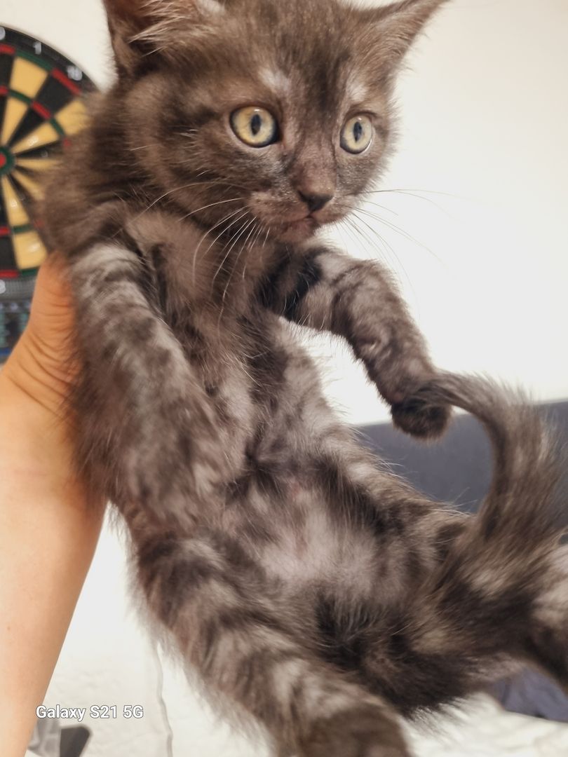 BKH Mix Nebelung Kitten BKH Mix Nebelung Kitten