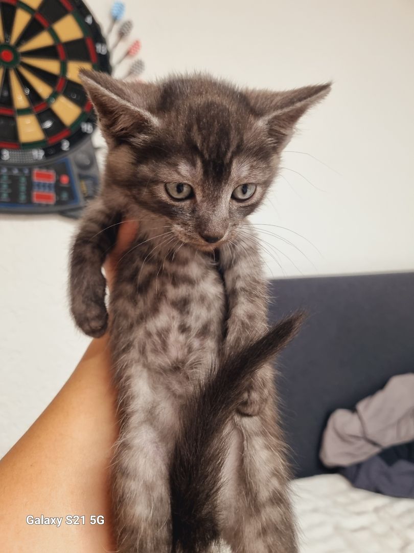 BKH Mix Nebelung Kitten BKH Mix Nebelung Kitten