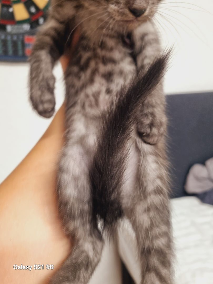 BKH Mix Nebelung Kitten BKH Mix Nebelung Kitten