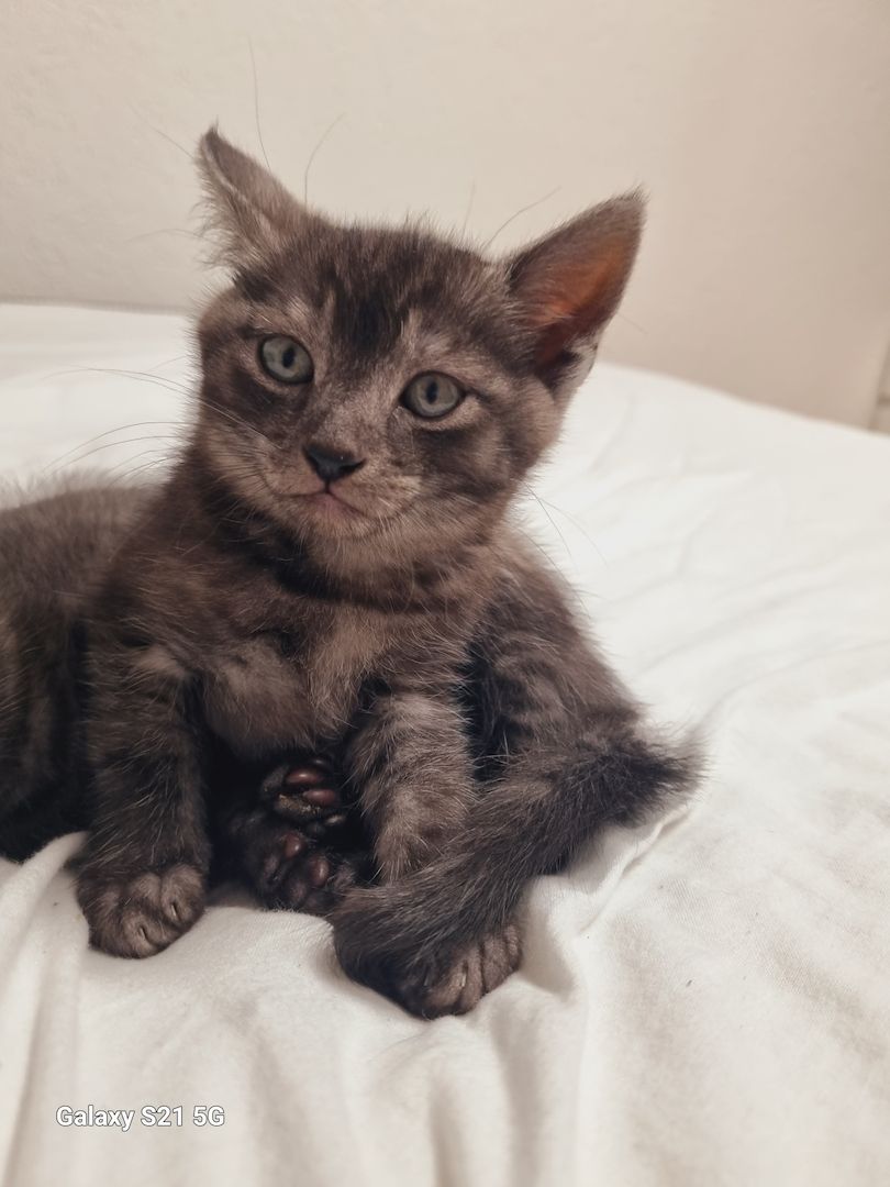 BKH Mix Nebelung Kitten BKH Mix Nebelung Kitten