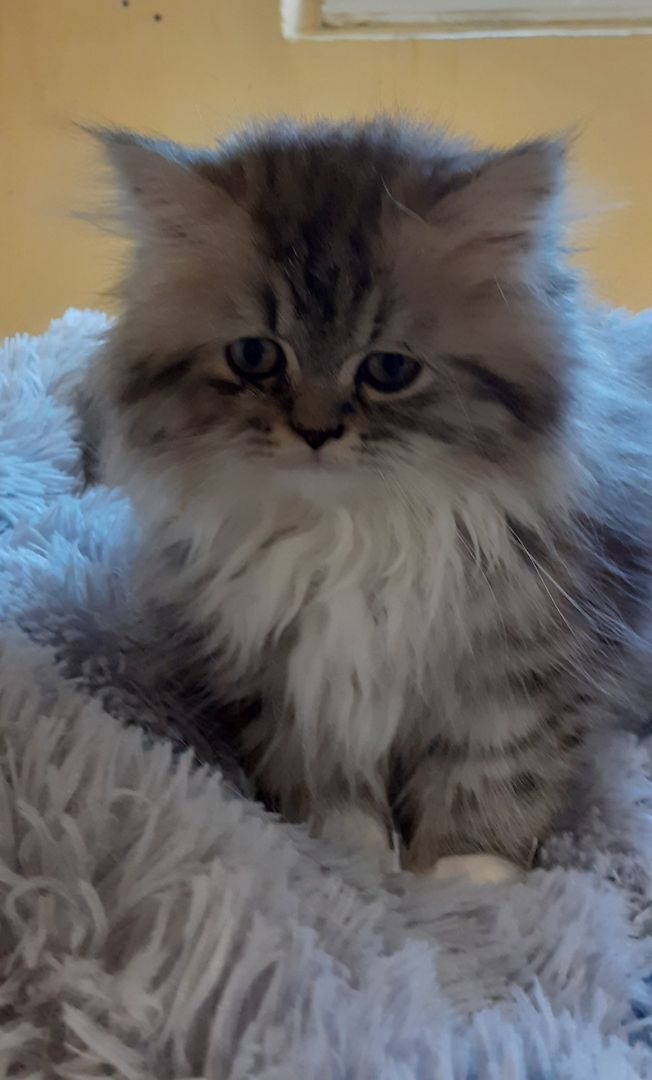 Junger Perserkater mit Gesundheitszeugnis