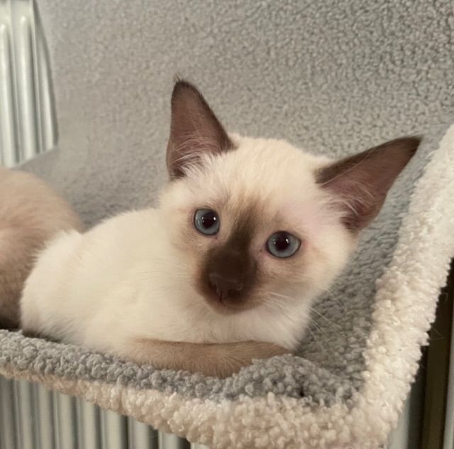Siam Kitten