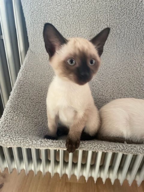 Siam Kitten