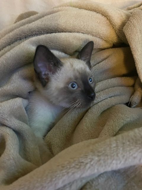 Siam Kitten