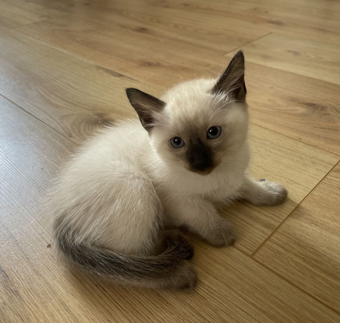 Siam Kitten