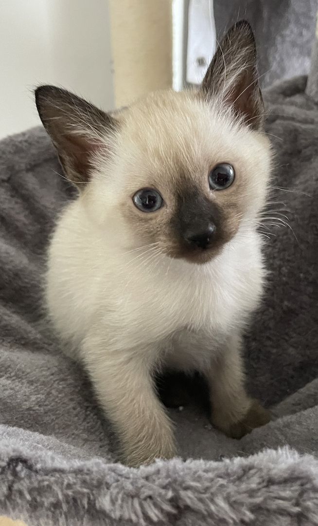 Siam Kitten