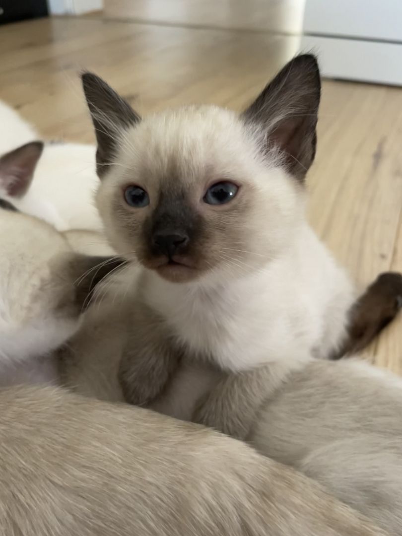 Siam Kitten