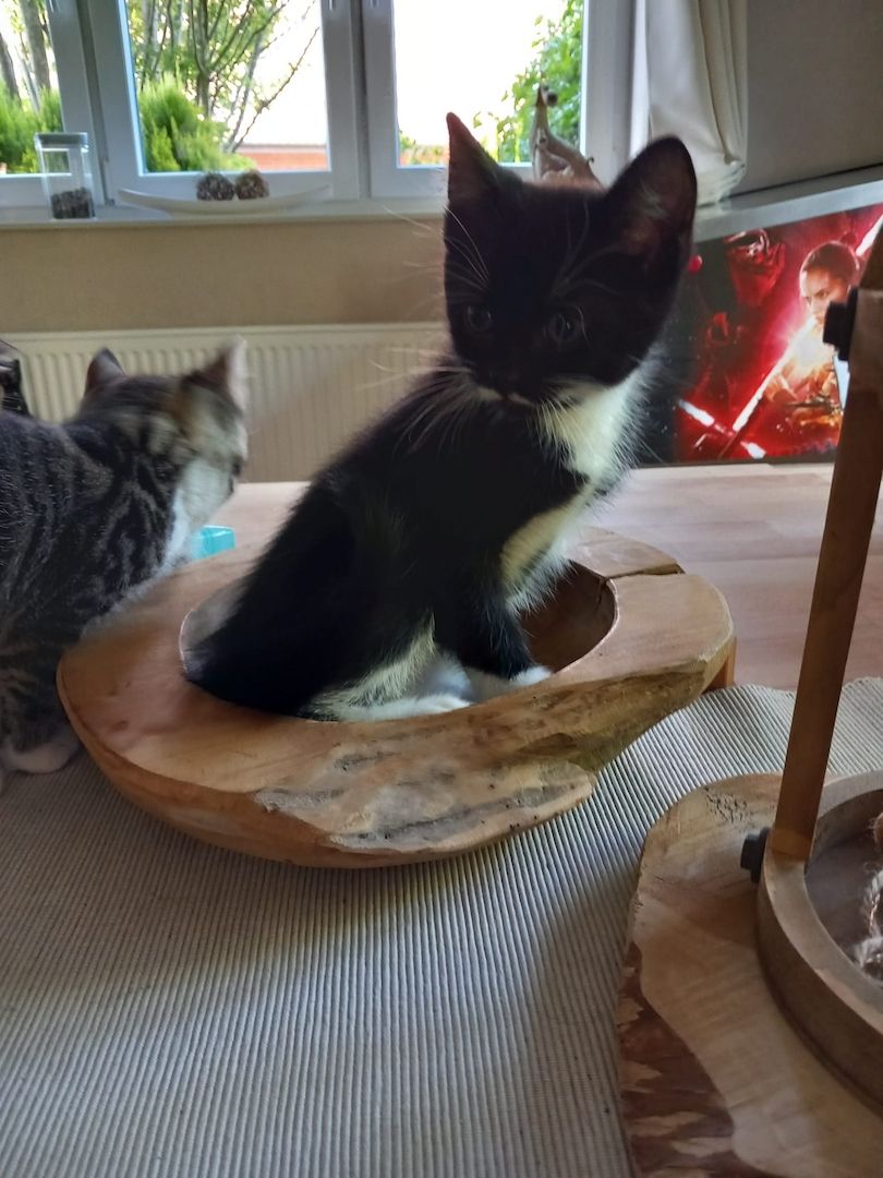 Kleiner Kater abzugeben