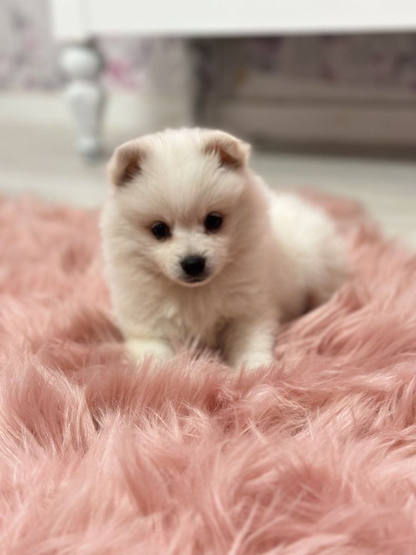 Zwergspitz Pomeranian