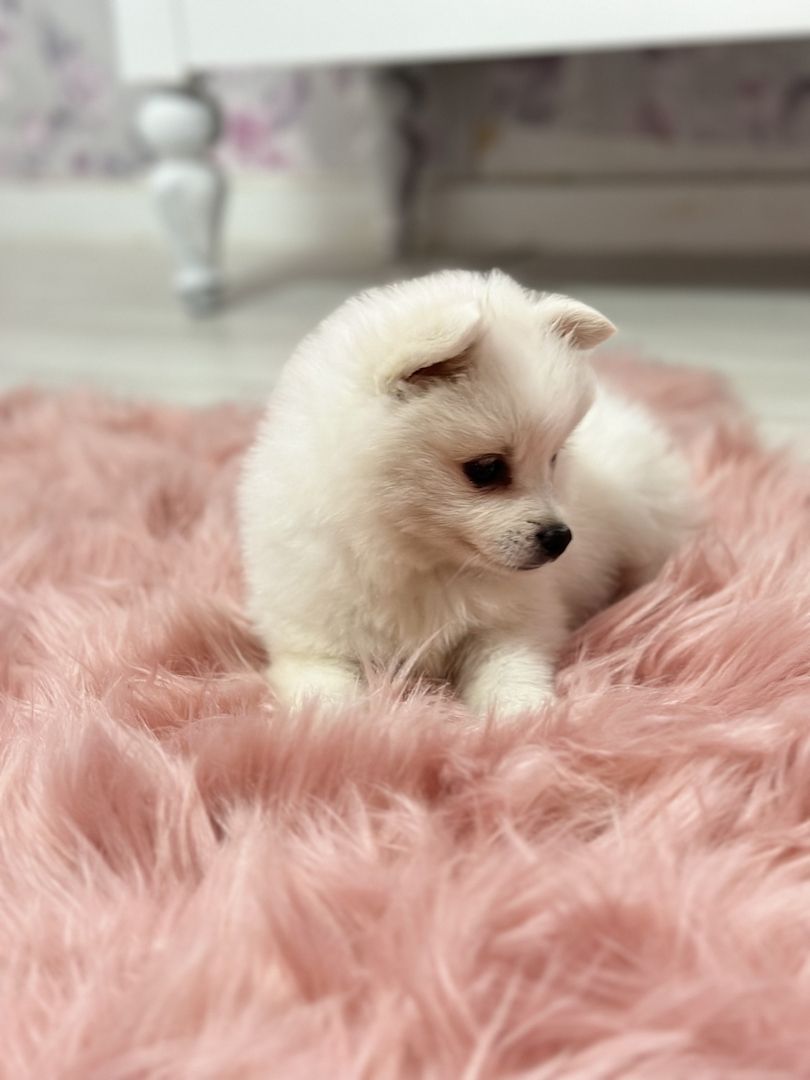 Zwergspitz Pomeranian