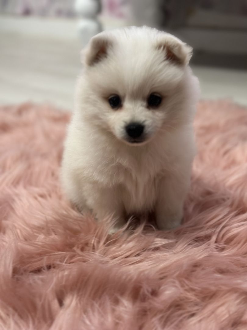 Zwergspitz Pomeranian