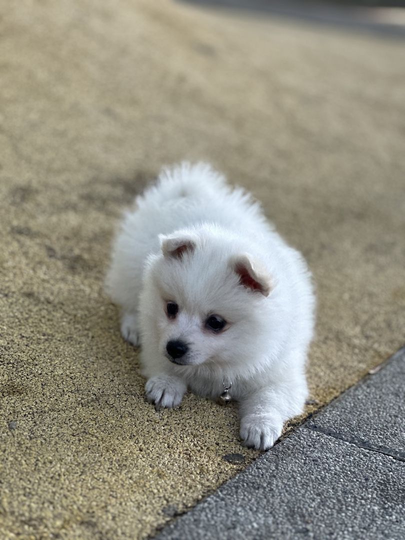 Zwergspitz Pomeranian