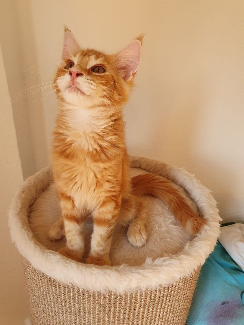 3 Maine Coon kitten suchen ein neues Zuhause