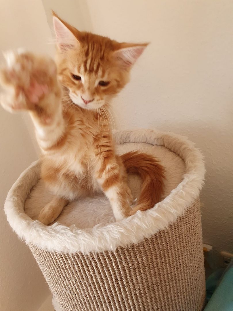 3 Maine Coon kitten suchen ein neues Zuhause