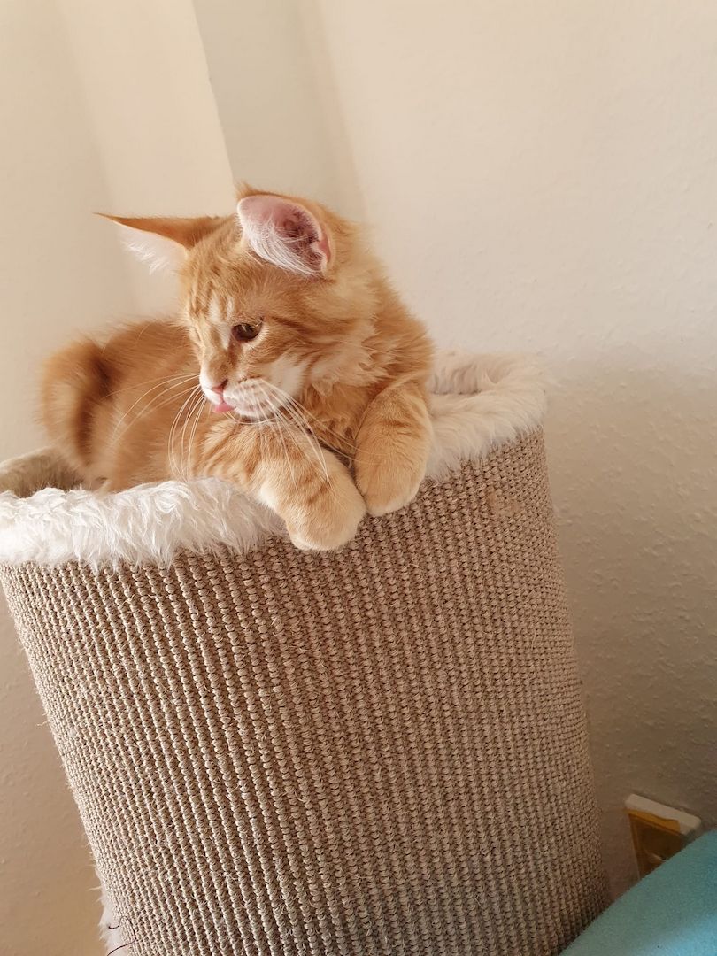 3 Maine Coon kitten suchen ein neues Zuhause