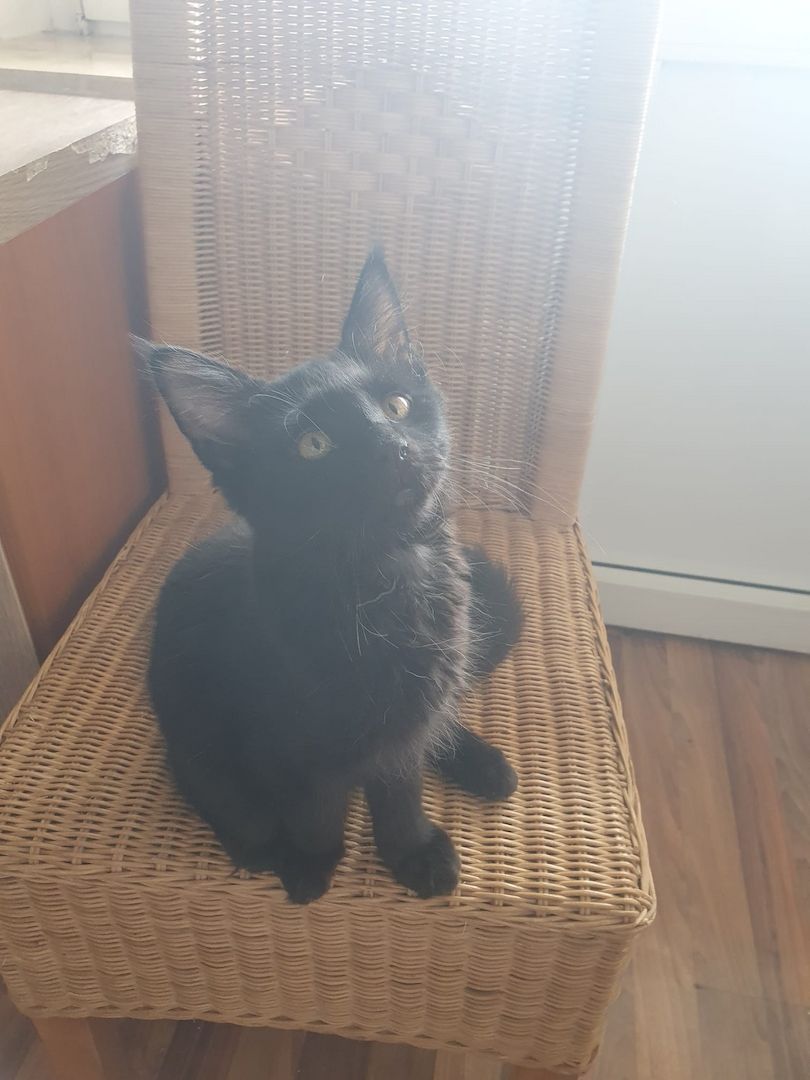 3 Maine Coon kitten suchen ein neues Zuhause