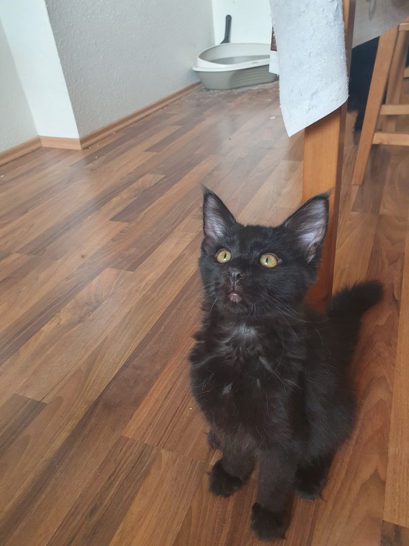 3 Maine Coon kitten suchen ein neues Zuhause