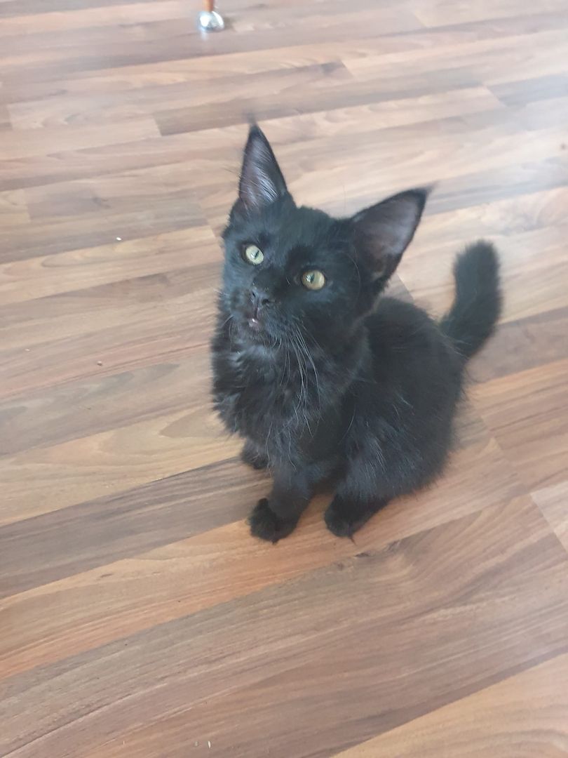 3 Maine Coon kitten suchen ein neues Zuhause