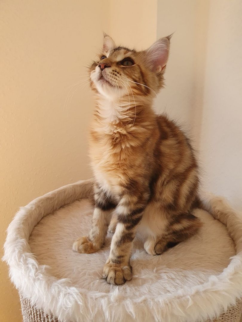 3 Maine Coon kitten suchen ein neues Zuhause