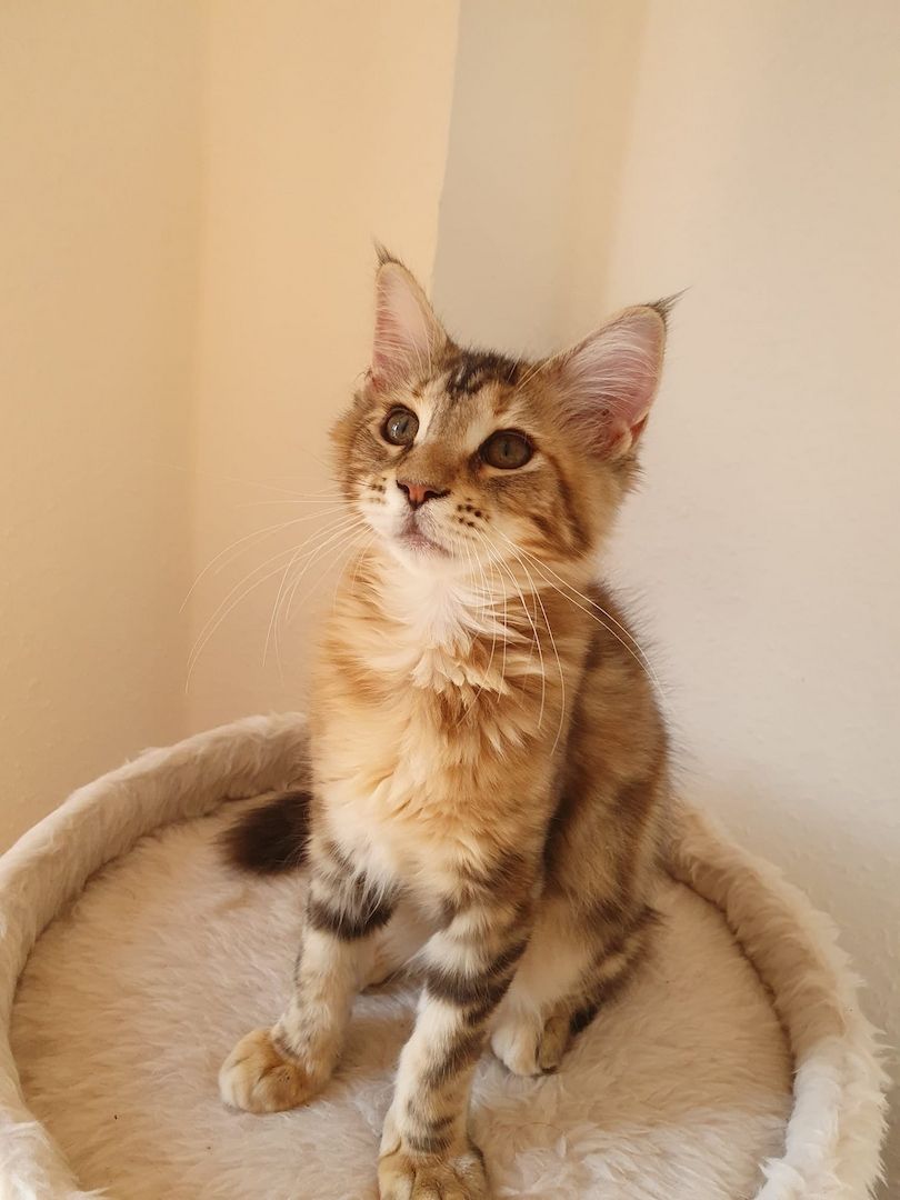 3 Maine Coon kitten suchen ein neues Zuhause