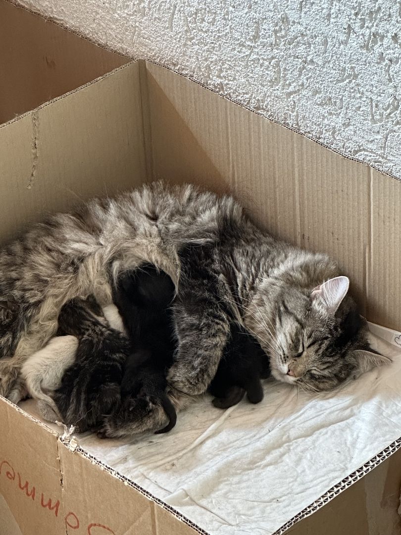 BKH/Maine Coon Mix Kitten