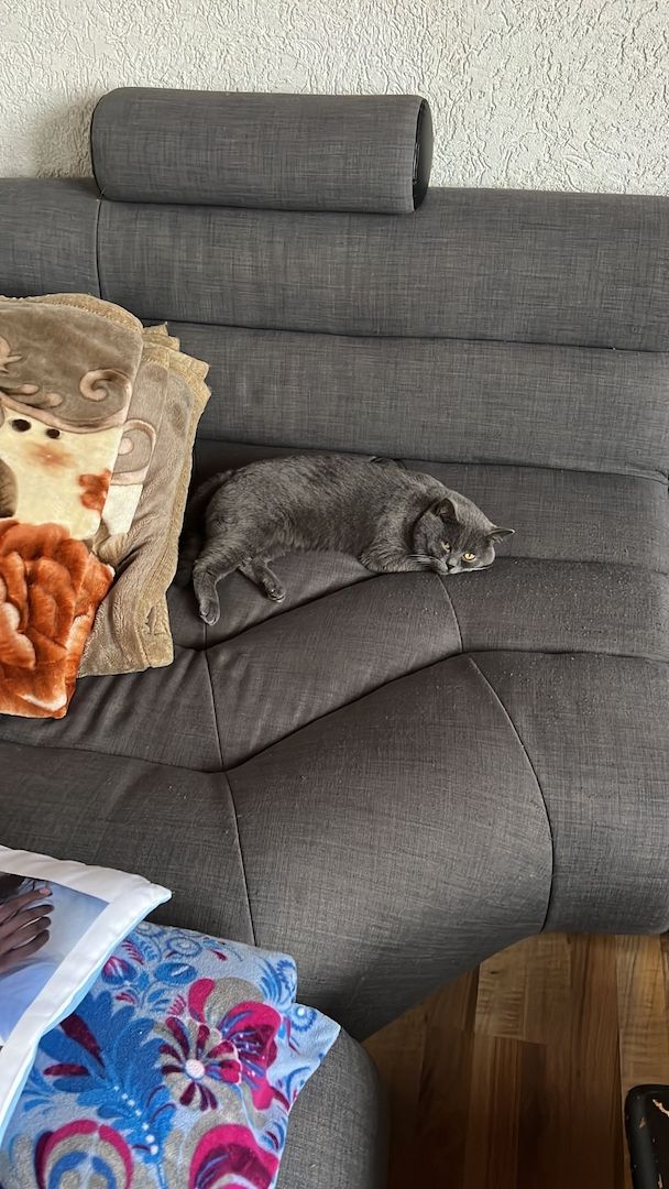 BKH/Maine Coon Mix Kitten