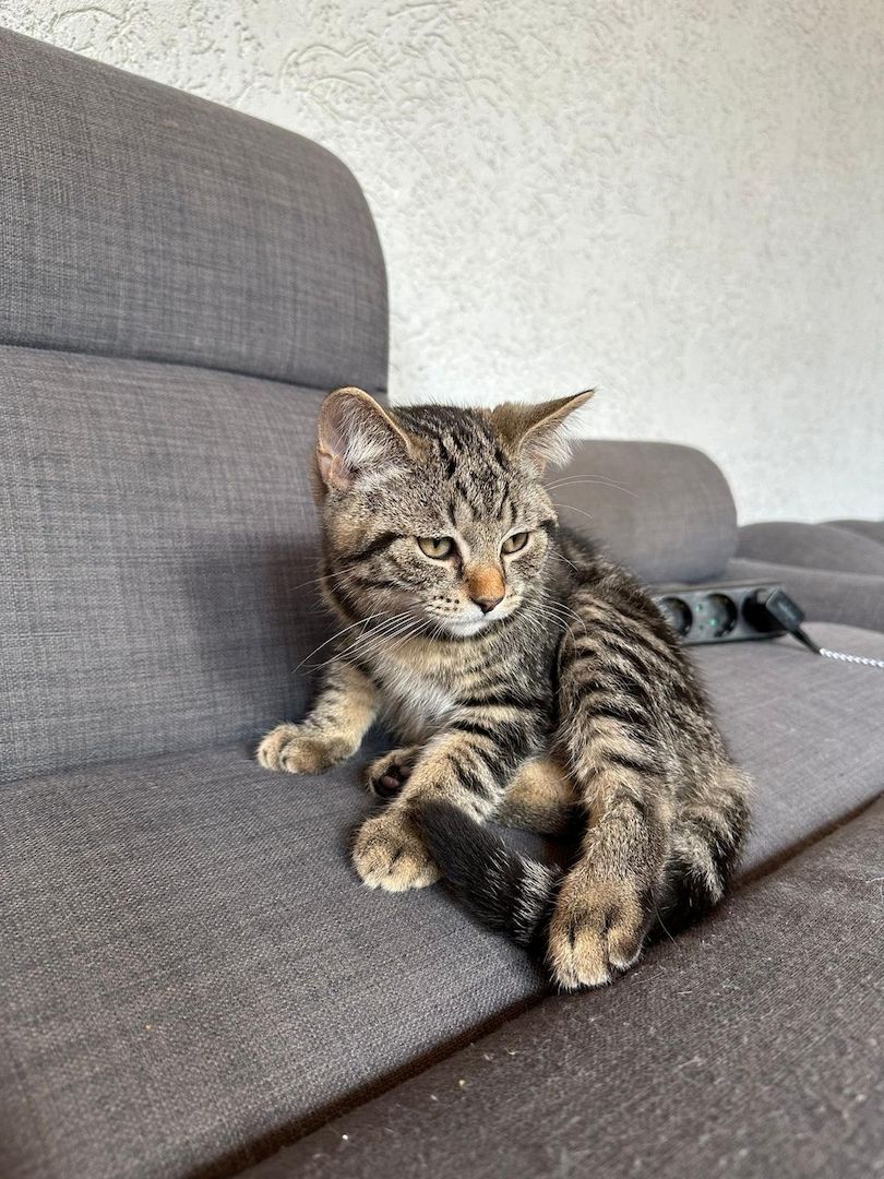 BKH/Maine Coon Mix Kitten