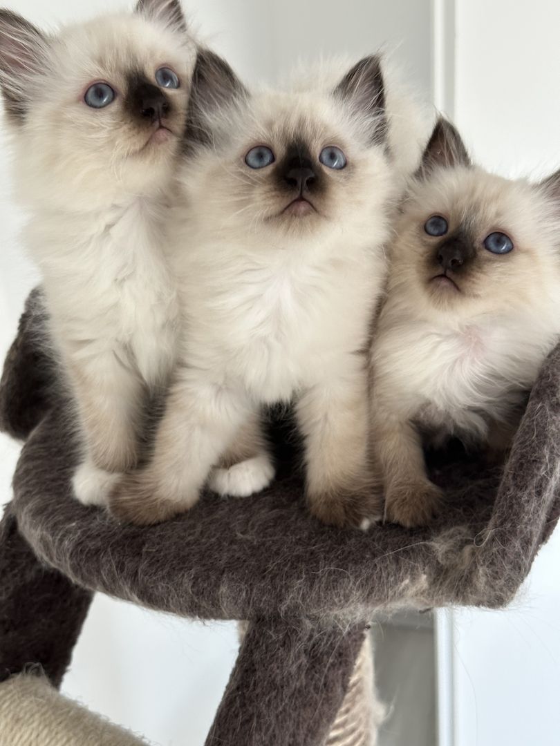 Heilige Birma kitten/ Katzen