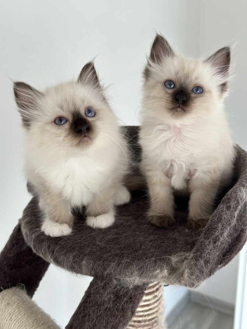 Heilige Birma kitten/ Katzen