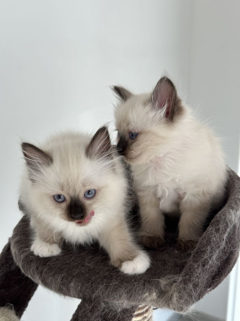 Heilige Birma kitten/ Katzen