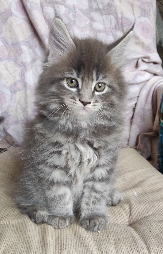 Maine Coon Baby