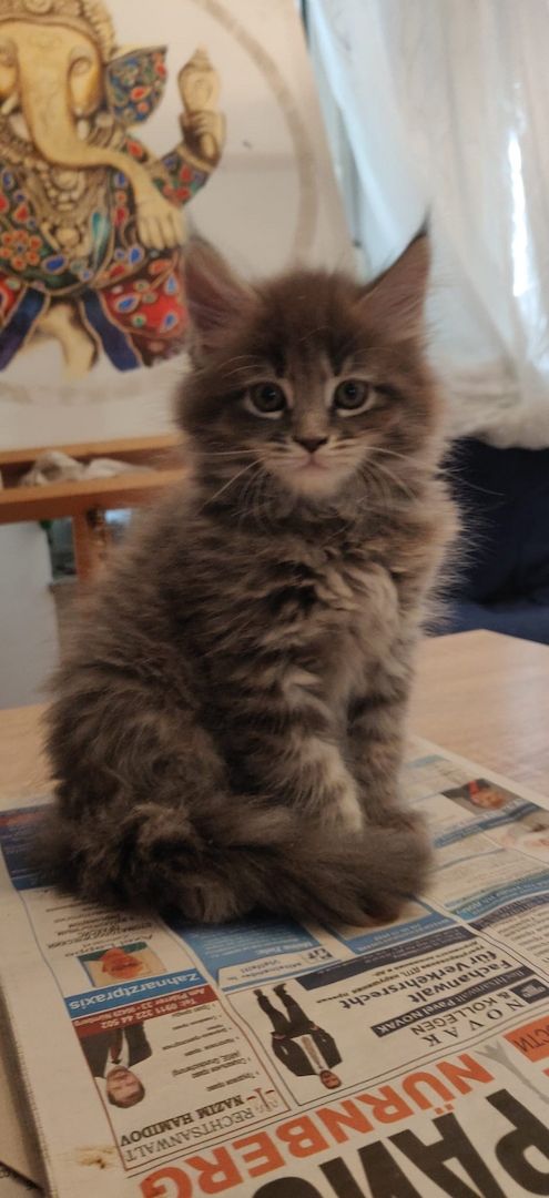Maine Coon Baby