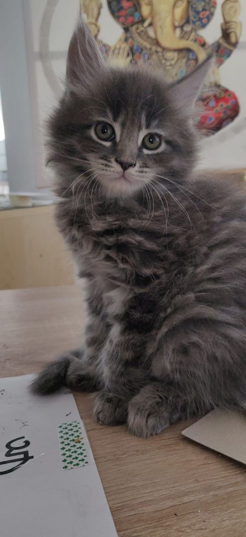 Maine Coon Baby