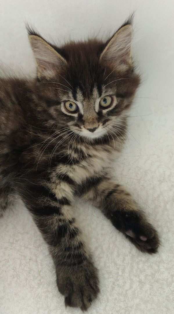 Maine Coon Baby