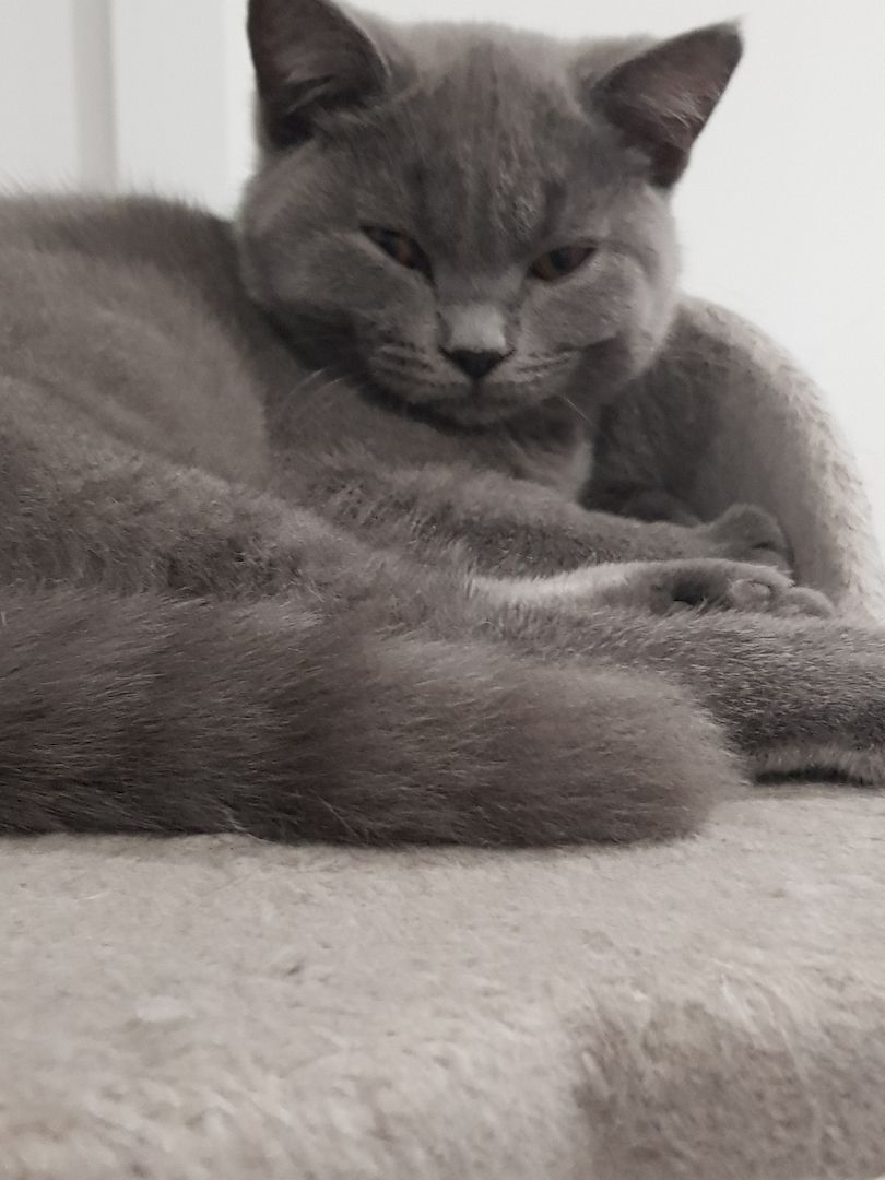 Bkh kitten 15 Wochen Bkh kitten 15 Wochen