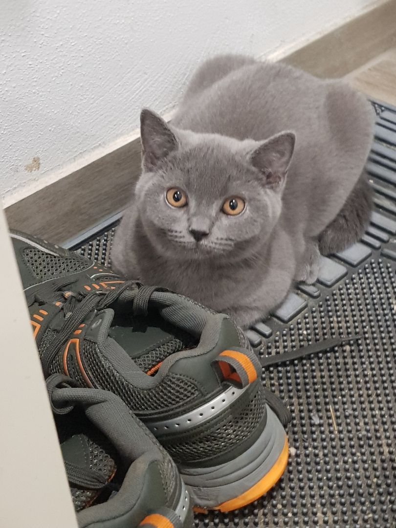 Bkh kitten 15 Wochen Bkh kitten 15 Wochen