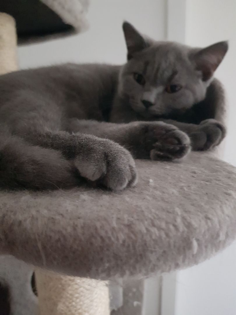 Bkh kitten 15 Wochen Bkh kitten 15 Wochen