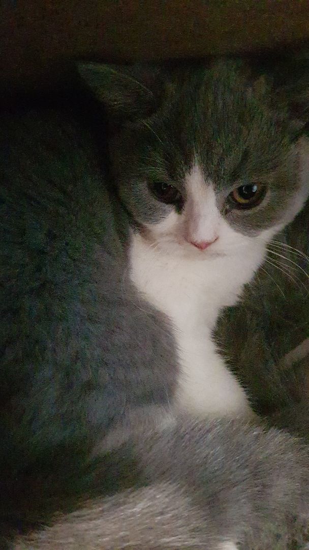 Bkh kitten 15 Wochen Bkh kitten 15 Wochen