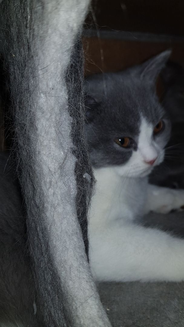 Bkh kitten 15 Wochen Bkh kitten 15 Wochen
