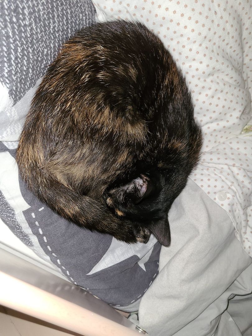 Hauskatze in liebevolle Hände abzugeben